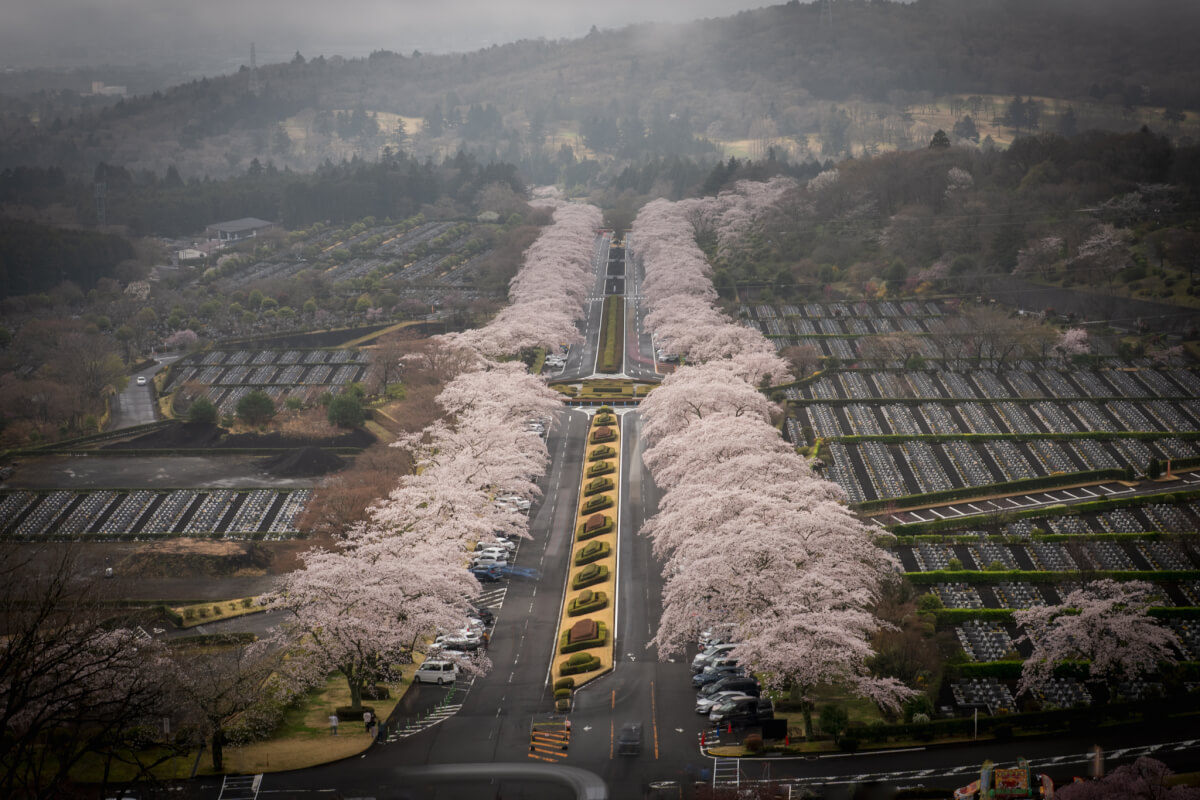 富士霊園の桜並木展望台参道写真