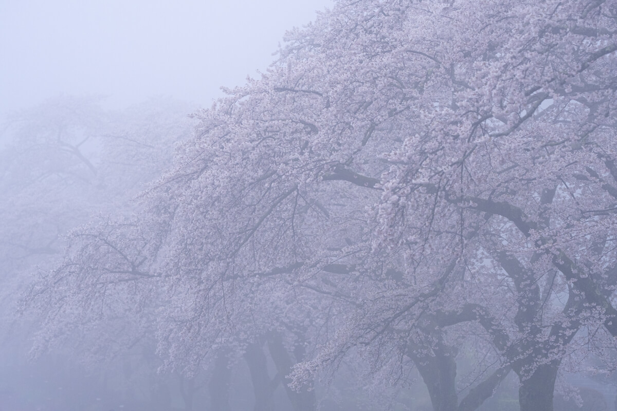 富士霊園の桜並木展望台参道写真