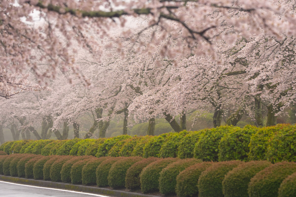 富士霊園の桜並木展望台参道写真