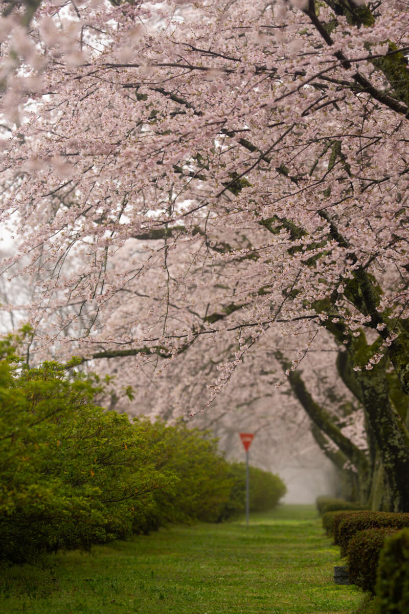 富士霊園の桜並木展望台参道写真