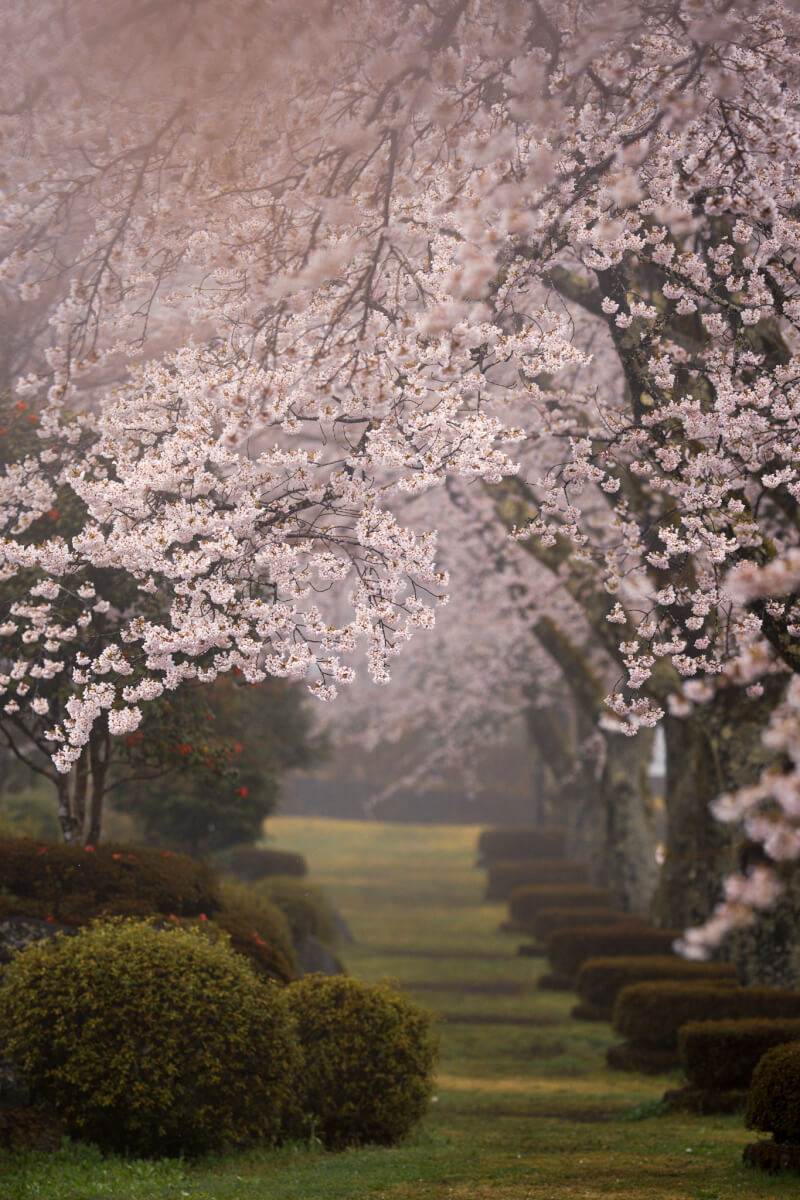 富士霊園の桜並木展望台参道写真