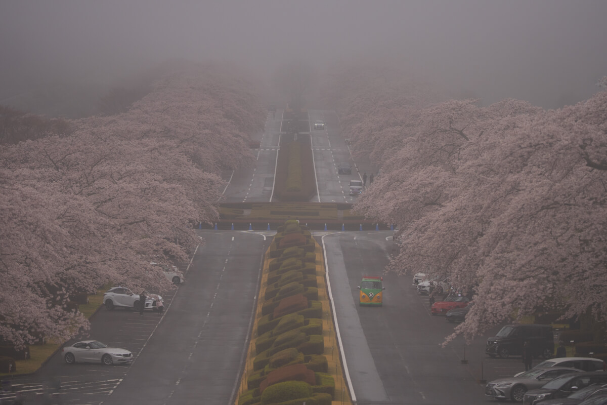 富士霊園の桜並木展望台参道写真