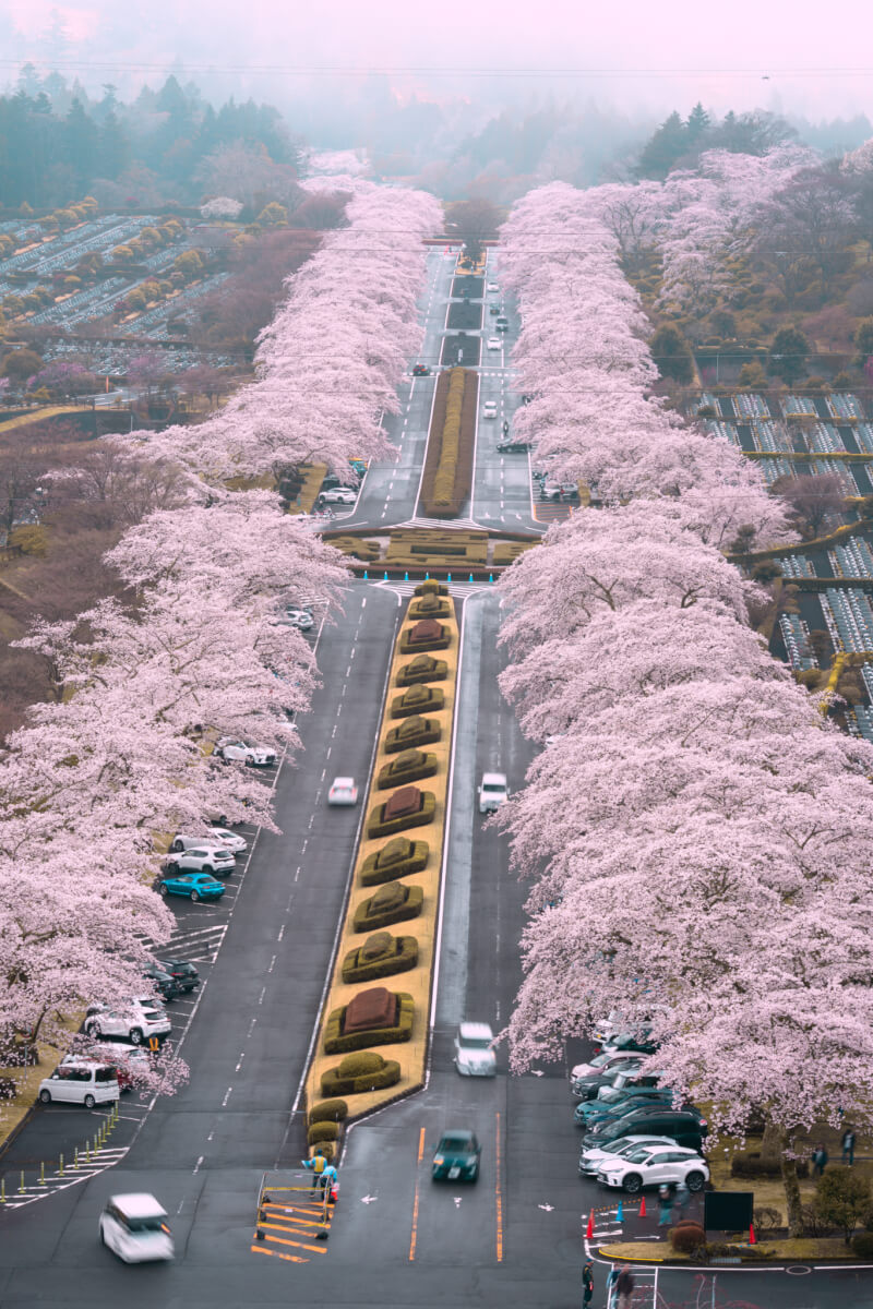 富士霊園の桜並木展望台参道写真