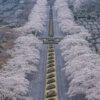 富士霊園展望台の桜並木写真