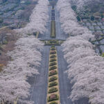 富士霊園展望台の桜並木写真