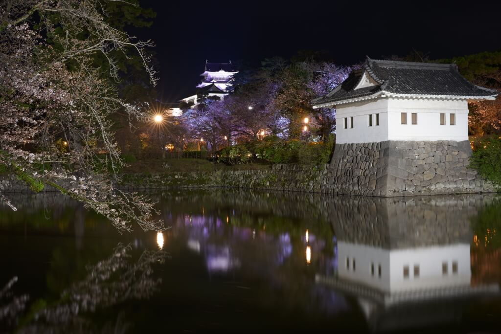 小田原ライトアップ桜写真