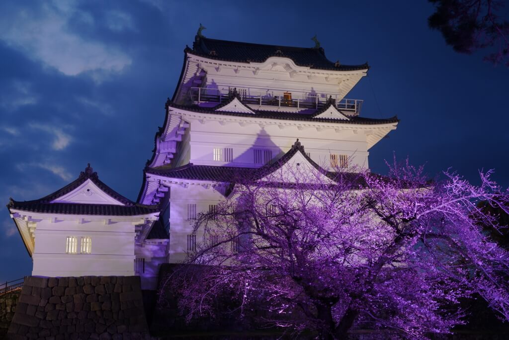 小田原ライトアップ桜写真