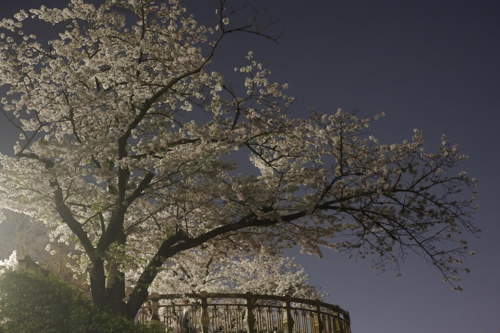 山崎川四季の道の夜桜