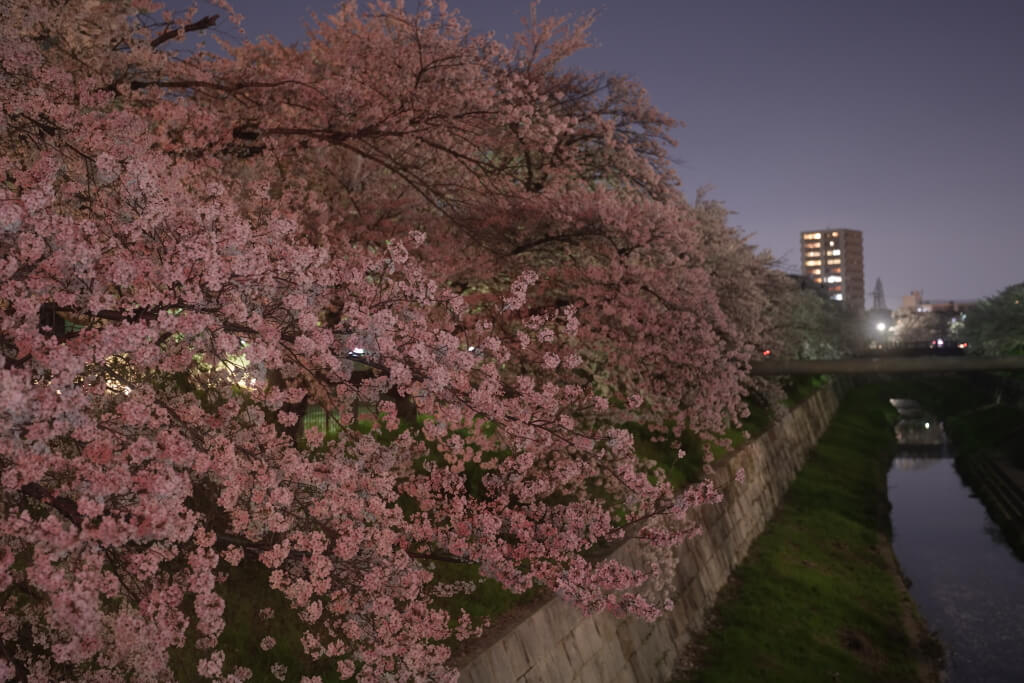 山崎川四季の道の夜桜