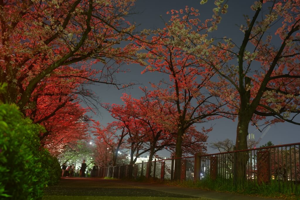 山崎川四季の道の夜桜