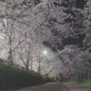 山崎川四季の道の夜桜