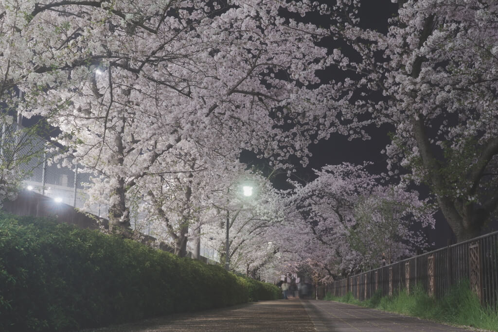 山崎川四季の道の夜桜