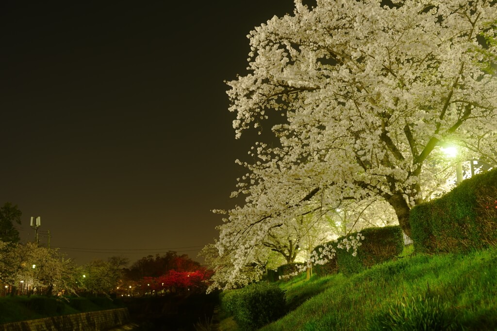 山崎川四季の道の夜桜