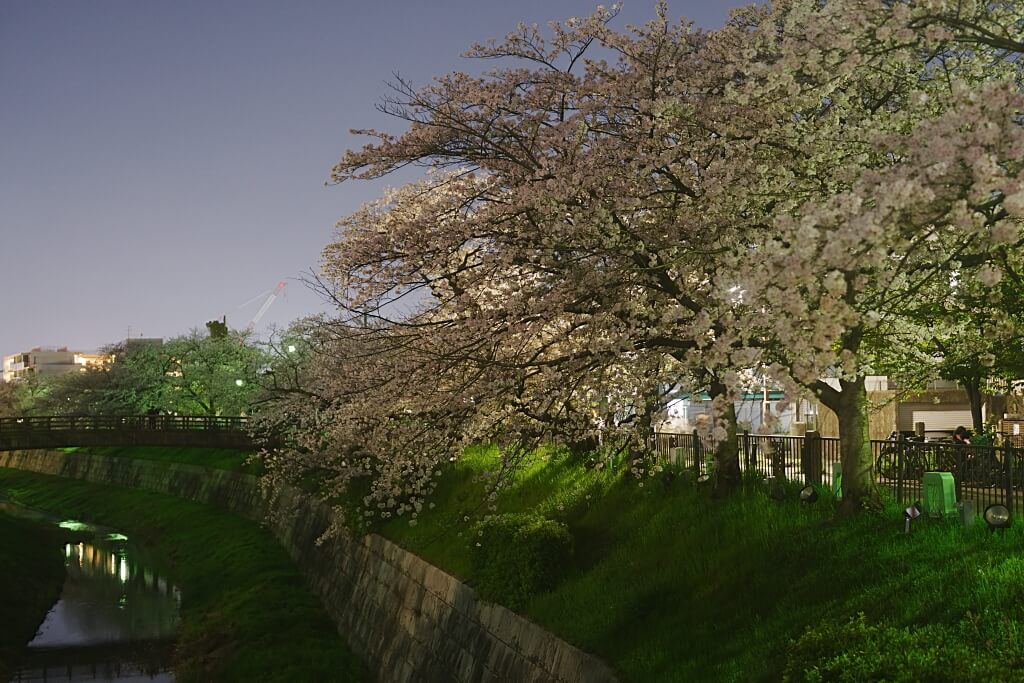 山崎川四季の道の夜桜