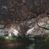岩倉五条川の桜写真