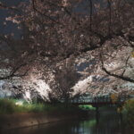 岩倉五条川の桜写真