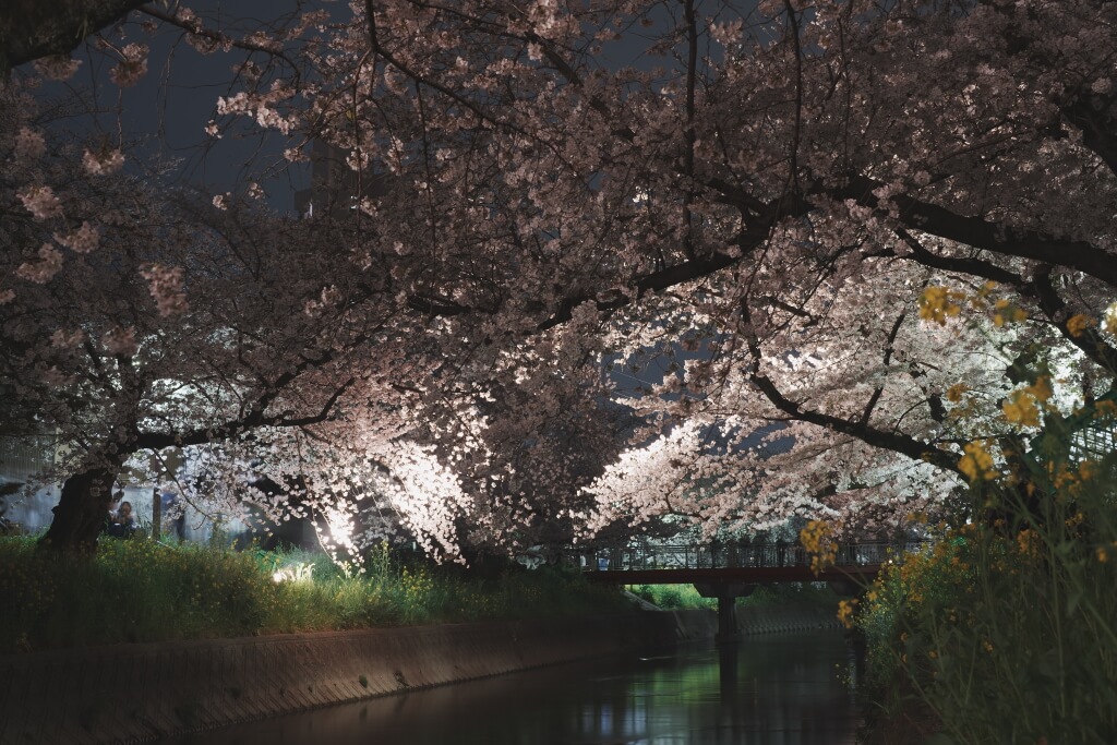 岩倉五条川の桜写真