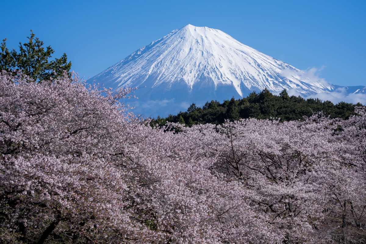 岩本山公園の桜富士山写真
