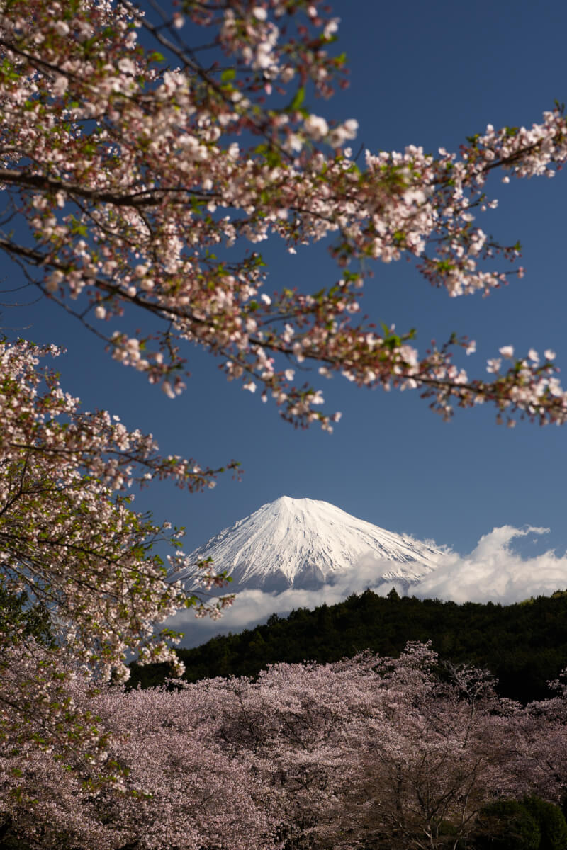 岩本山公園の桜富士山写真