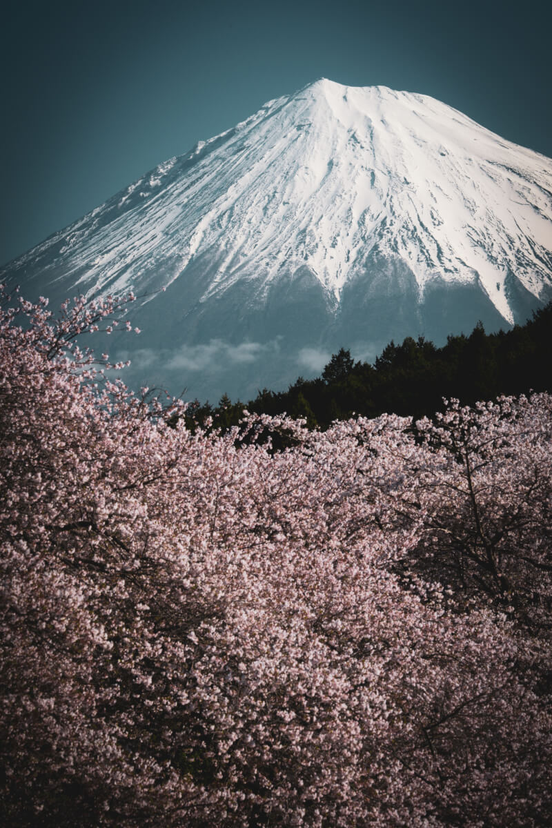 岩本山公園の桜富士山写真