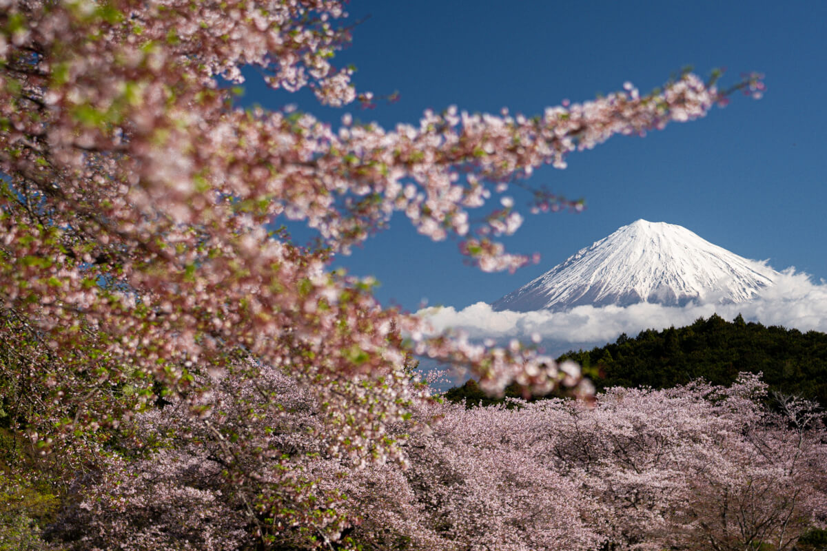 岩本山公園の桜富士山写真