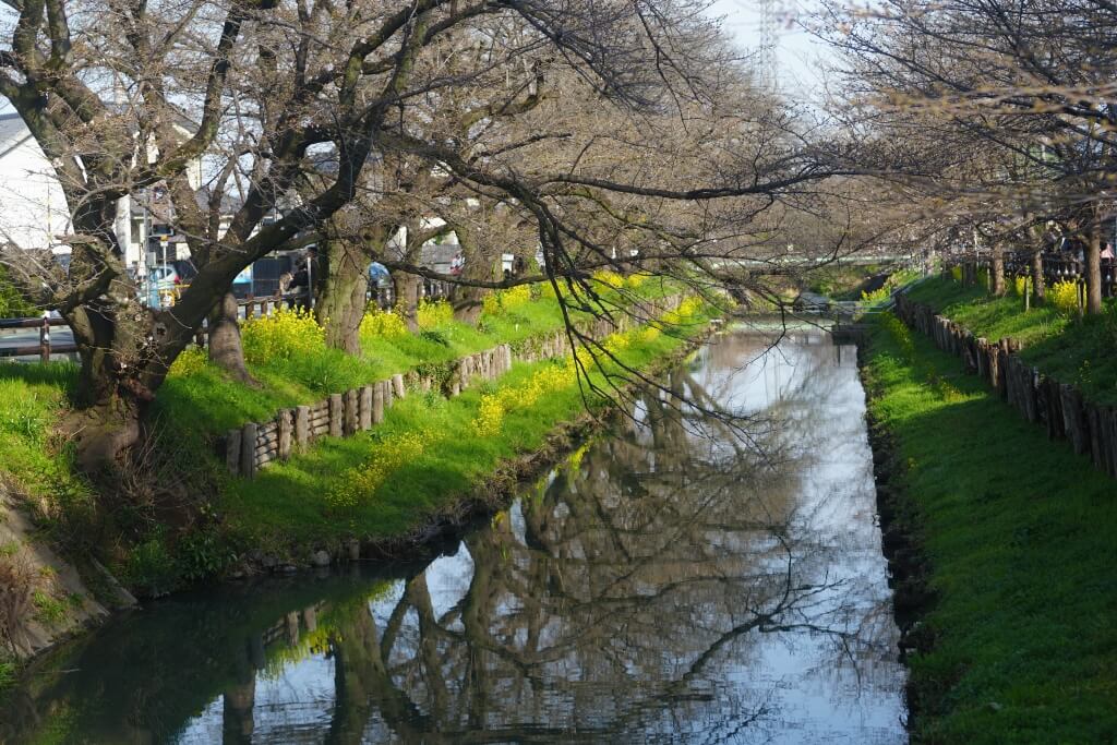 川越氷川神社と新河岸川の桜