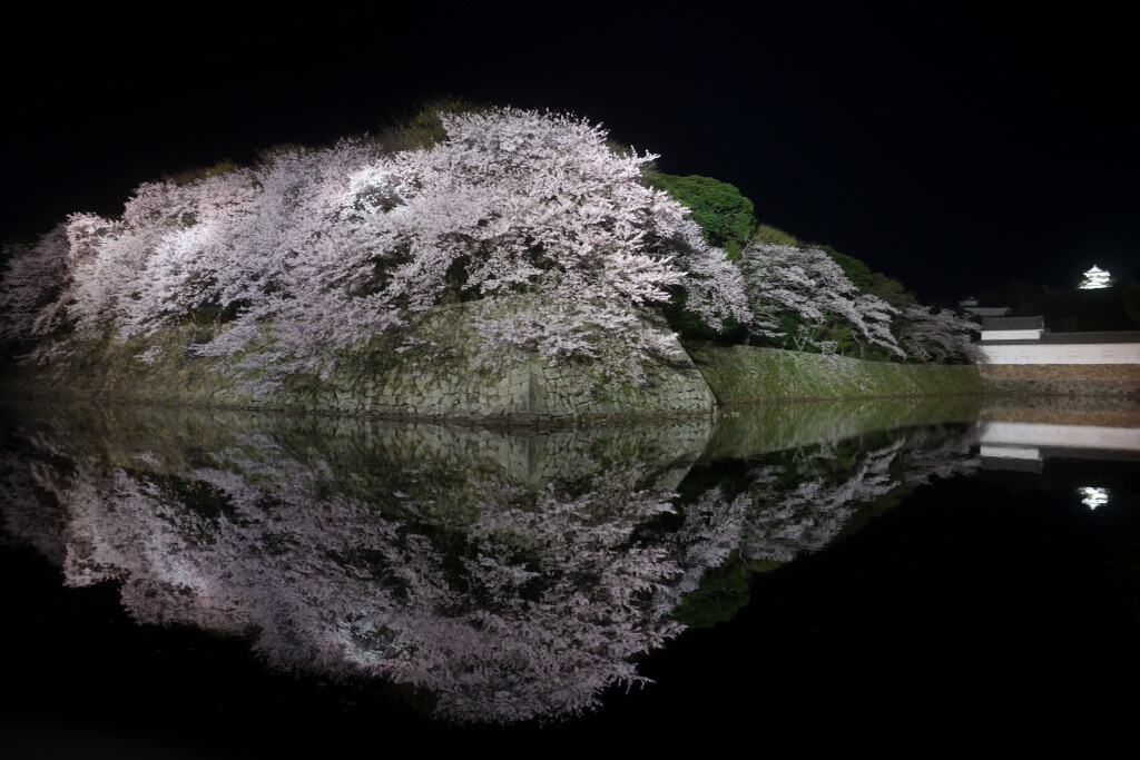 彦根城いろは松の桜写真