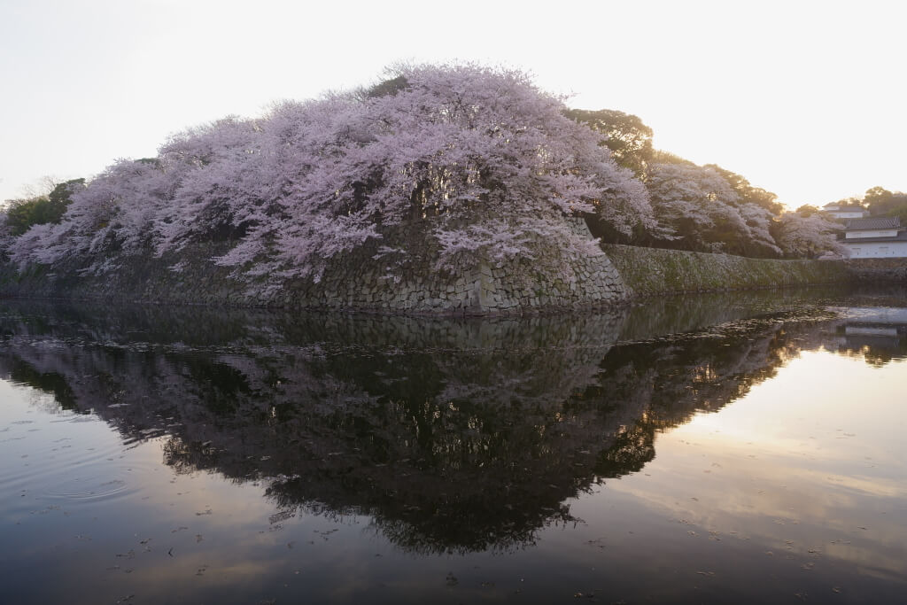 彦根城いろは松の桜写真