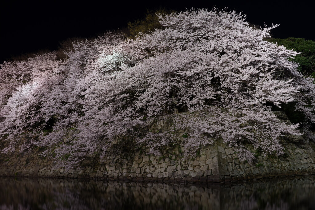 彦根城夜桜写真