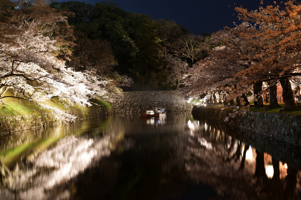 彦根城夜桜写真