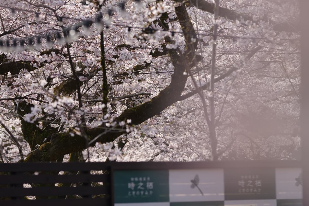 御殿場時之栖の桜写真