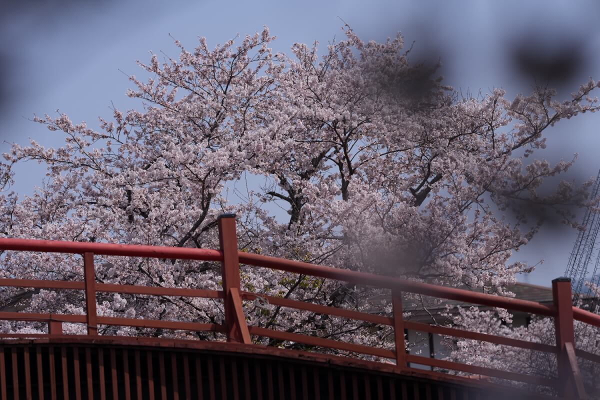 御殿場時之栖の桜写真
