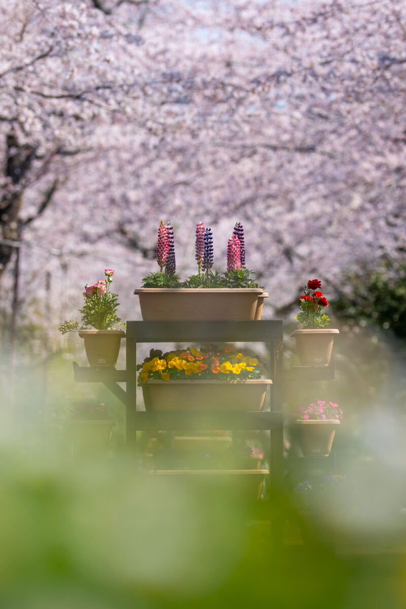 御殿場時之栖の桜写真