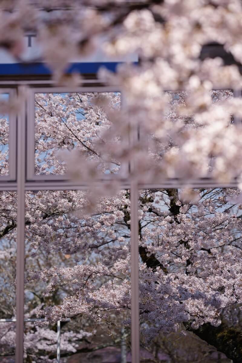 御殿場時之栖の桜写真