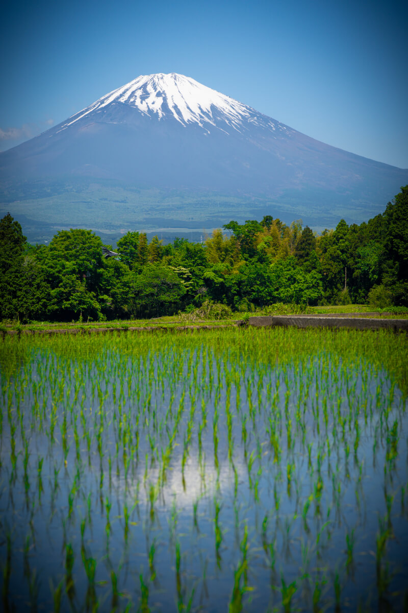 御殿場田んぼリフレクション富士山写真撮影スポット