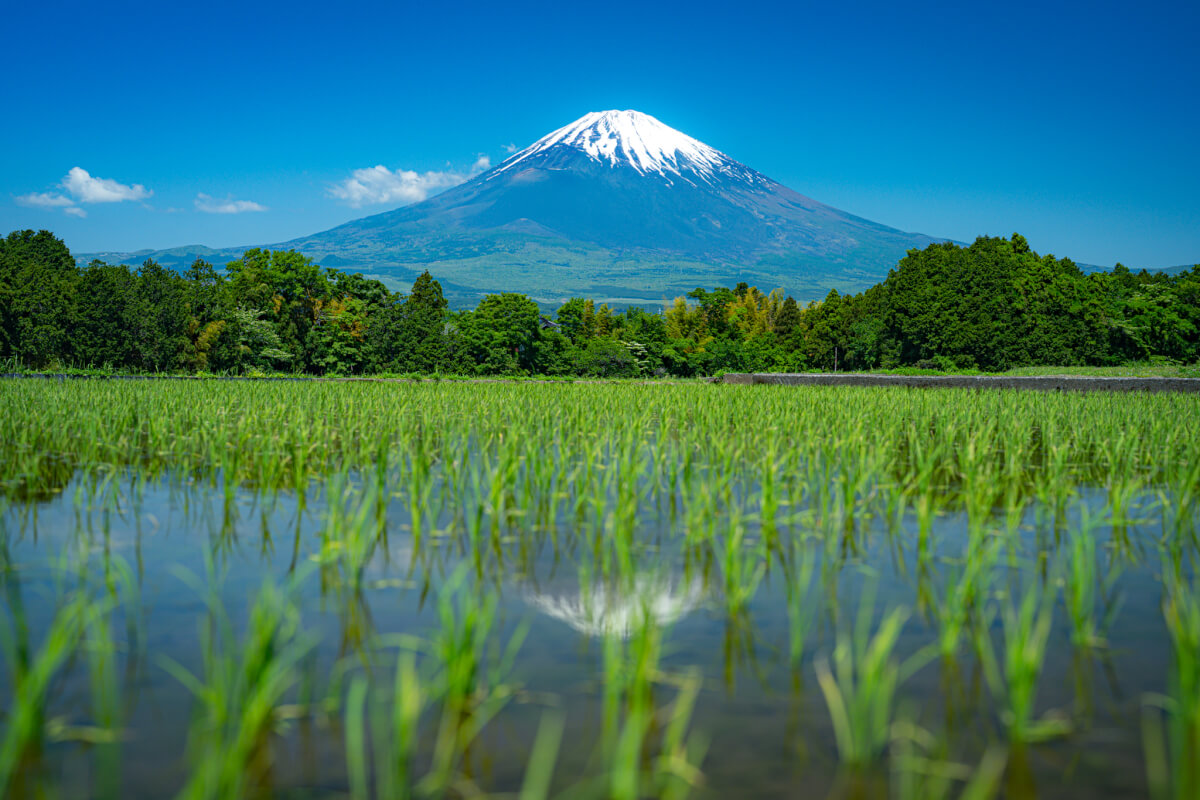 御殿場田んぼリフレクション富士山写真撮影スポット