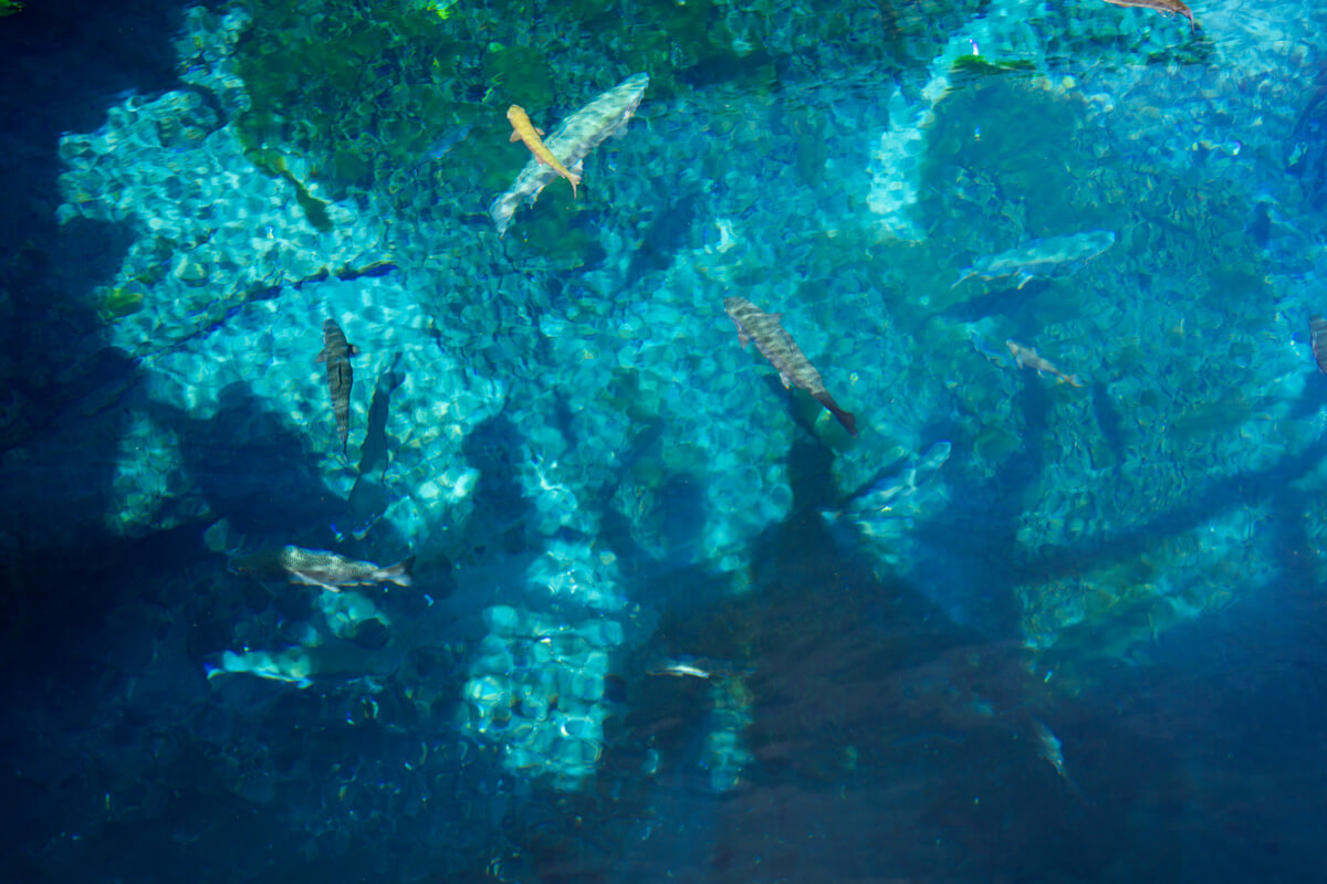 忍野八海散策写真