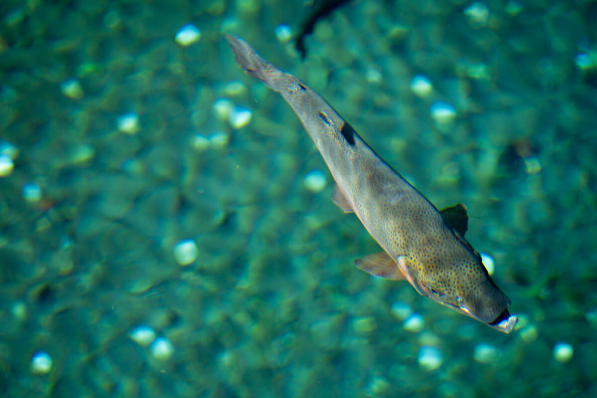 忍野八海散策写真