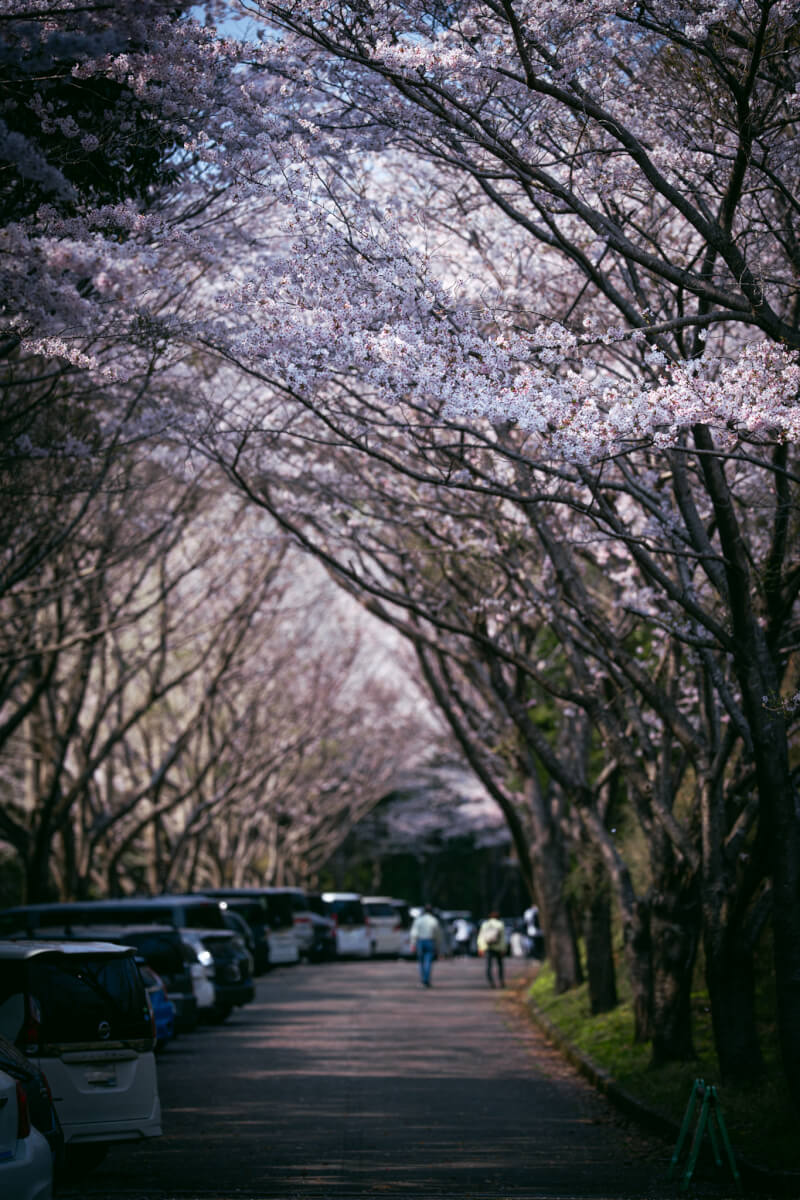 愛鷹広域公園サクラ画像