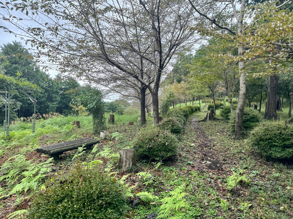 愛鷹広域公園ランニング写真