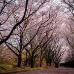 愛鷹広域公園桜並木トンネル