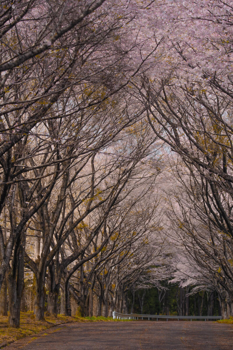 愛鷹広域公園桜並木トンネル