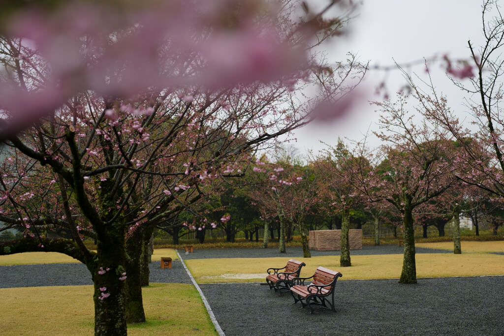 挙母城の桜写真