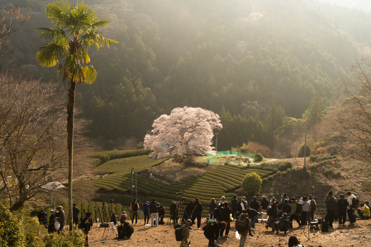 撮影場所牛代の水目桜