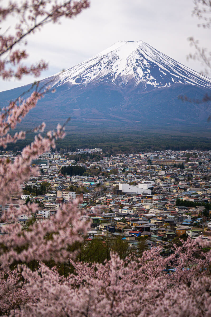 新倉山浅間公園の桜富士山五重塔写真