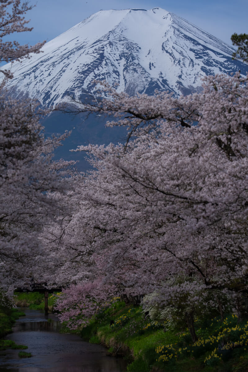 新名庄川の桜並木満開写真