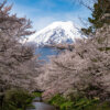 新名庄川の桜並木満開写真