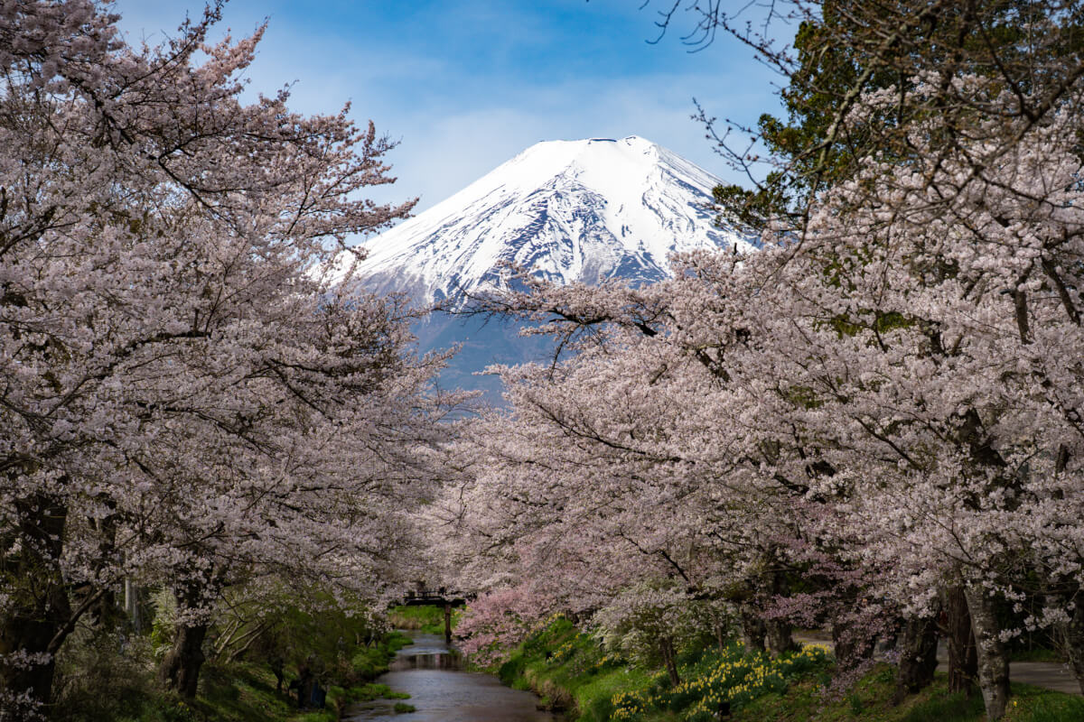 新名庄川の桜並木満開写真