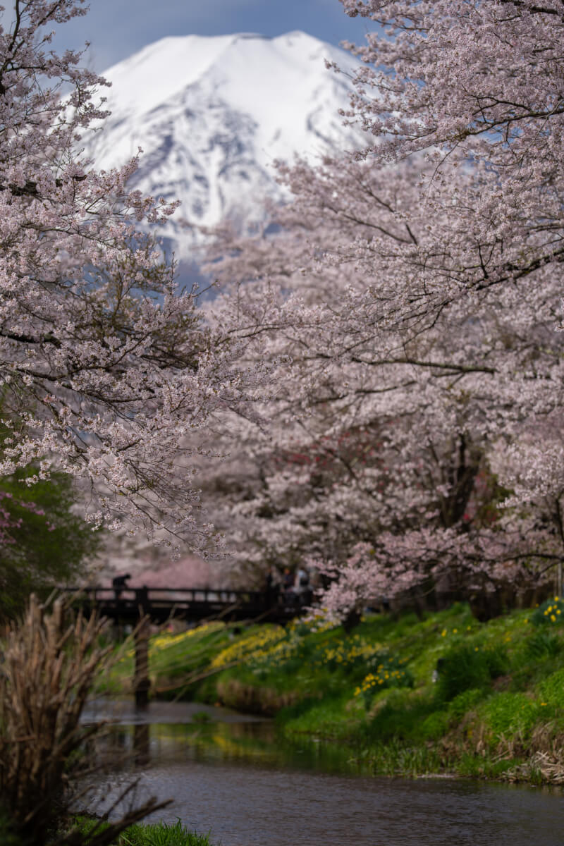 新名庄川の桜並木満開写真