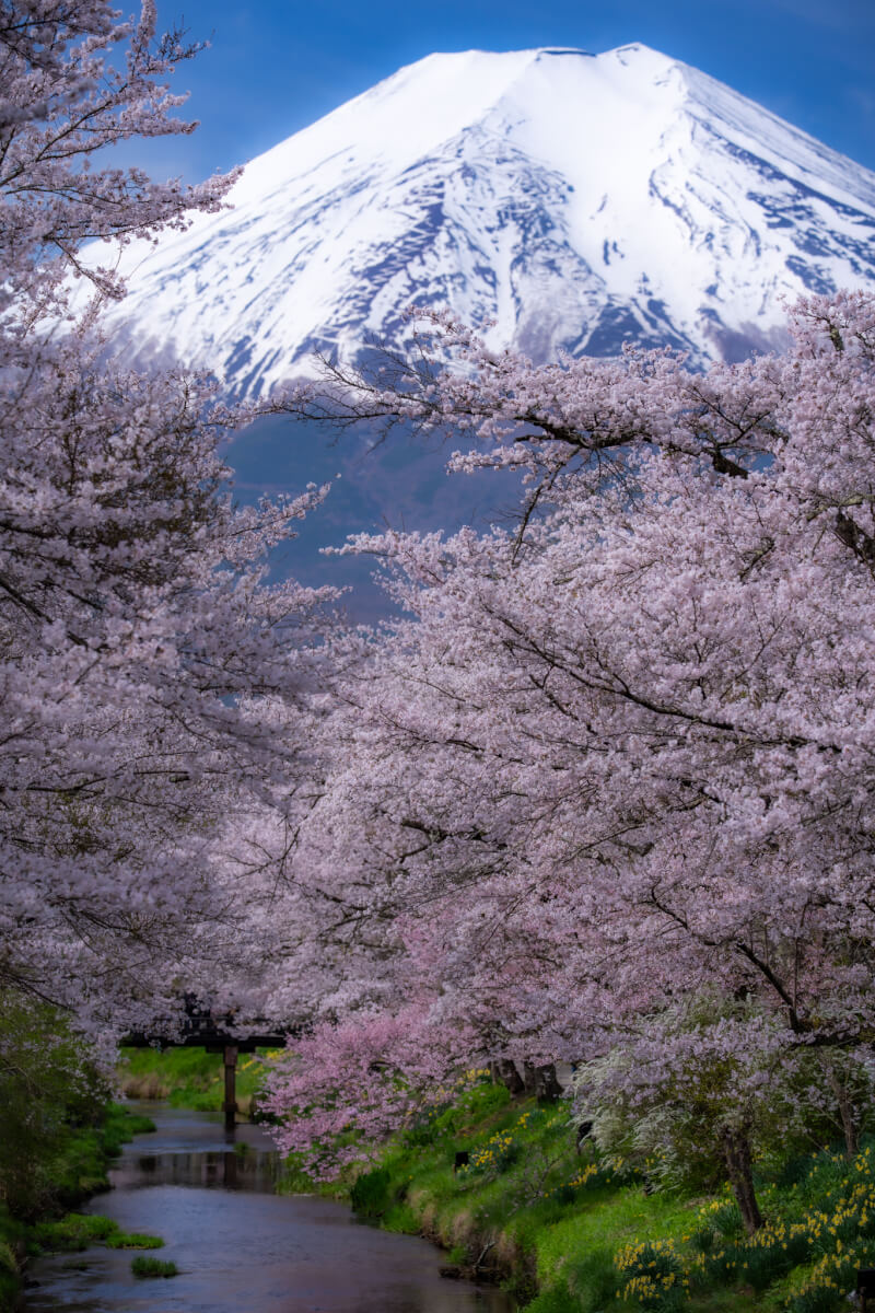新名庄川の桜並木満開写真